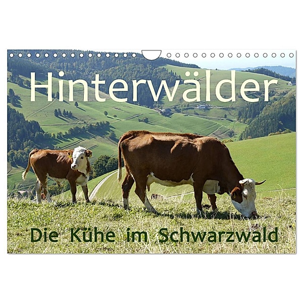 Hinterwälder - Die Kühe aus dem Schwarzwald (Wandkalender 2024 DIN A4 quer), CALVENDO Monatskalender, Stefanie Goldscheider