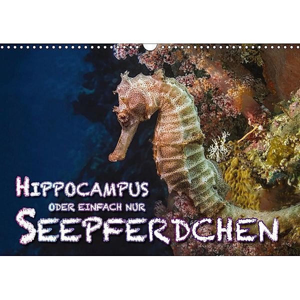 Hippocampus oder einfach nur Seepferdchen (Wandkalender 2020 DIN A3 quer), Dieter Gödecke