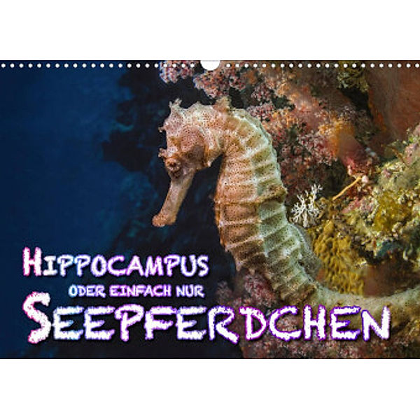 Hippocampus oder einfach nur Seepferdchen (Wandkalender 2022 DIN A3 quer), Dieter Gödecke