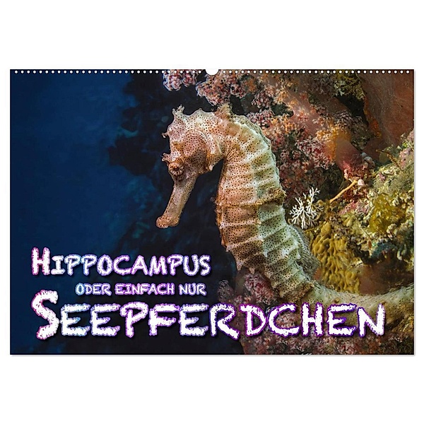 Hippocampus oder einfach nur Seepferdchen (Wandkalender 2024 DIN A2 quer), CALVENDO Monatskalender, Dieter Gödecke