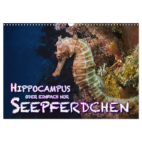 Hippocampus oder einfach nur Seepferdchen (Wandkalender 2024 DIN A3 quer), CALVENDO Monatskalender, Dieter Gödecke