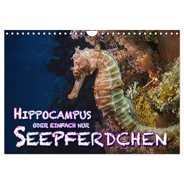 Hippocampus oder einfach nur Seepferdchen (Wandkalender 2024 DIN A4 quer), CALVENDO Monatskalender, Dieter Gödecke