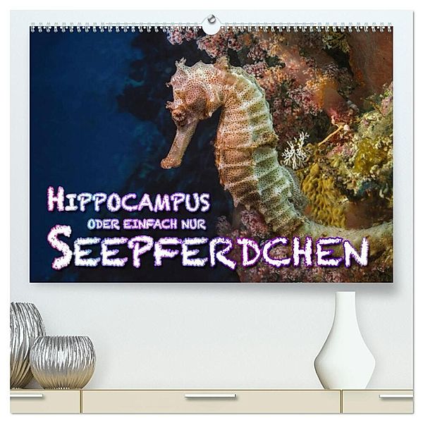 Hippocampus oder einfach nur Seepferdchen (hochwertiger Premium Wandkalender 2025 DIN A2 quer), Kunstdruck in Hochglanz, Calvendo, Dieter Gödecke