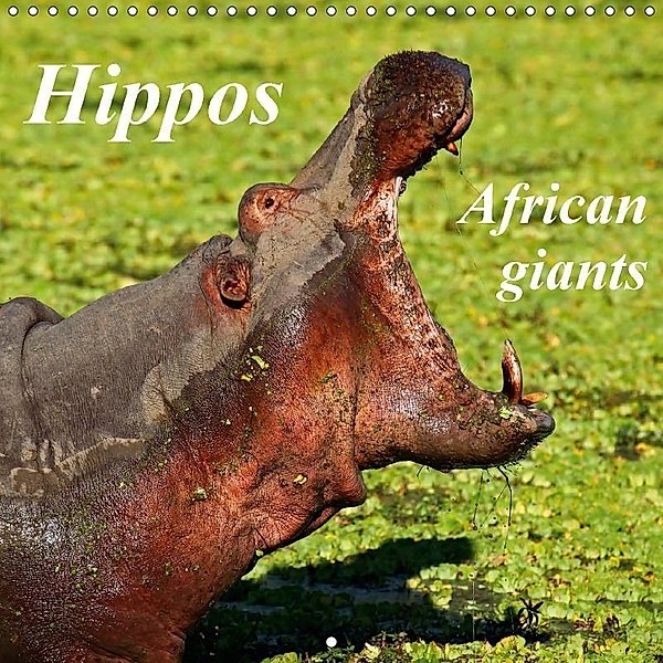 Hippos - African giants (Wall Calendar 2018 300 × 300 mm Square), Wibke Woyke