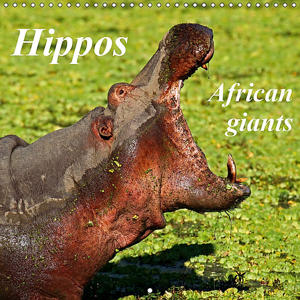 Hippos - African giants (Wall Calendar 2019 300 × 300 mm Square), Wibke Woyke