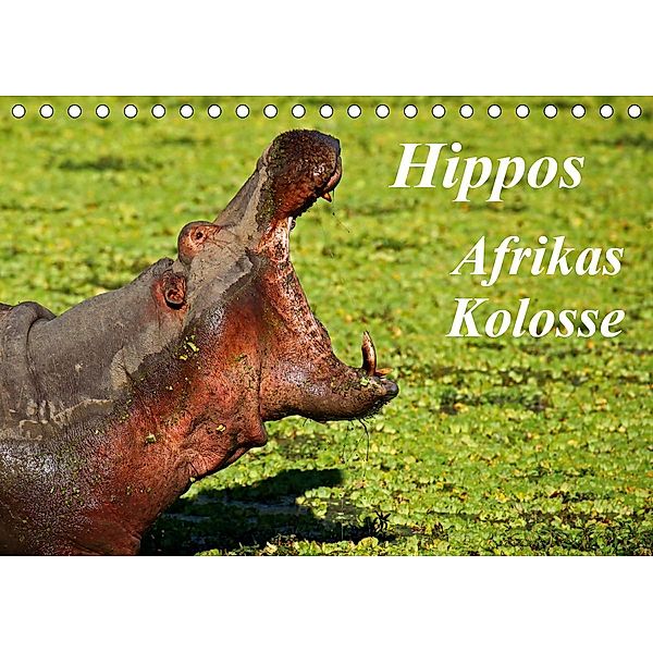 Hippos - Afrikas Kolosse (Tischkalender 2021 DIN A5 quer), Wibke Woyke