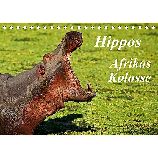 Hippos - Afrikas Kolosse (Tischkalender 2023 DIN A5 quer), Wibke Woyke