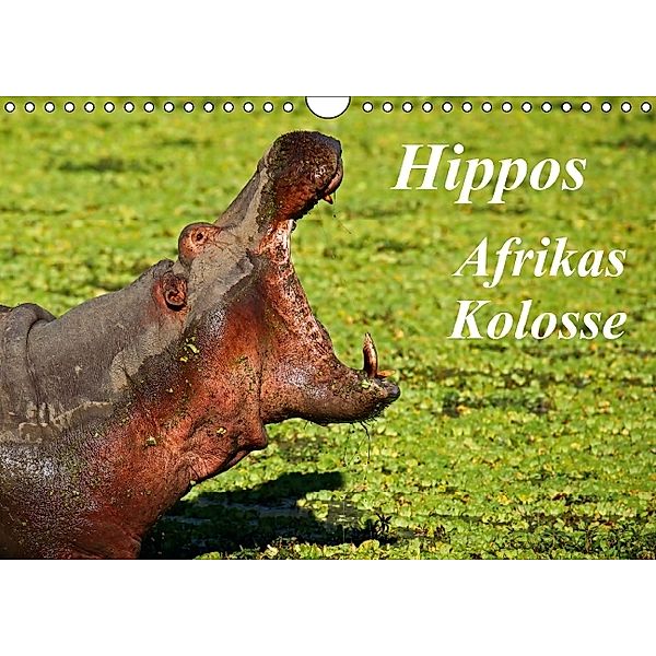 Hippos - Afrikas Kolosse (Wandkalender 2014 DIN A4 quer), Wibke Woyke