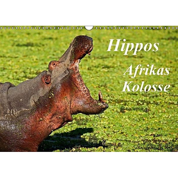 Hippos - Afrikas Kolosse (Wandkalender 2017 DIN A3 quer), Wibke Woyke