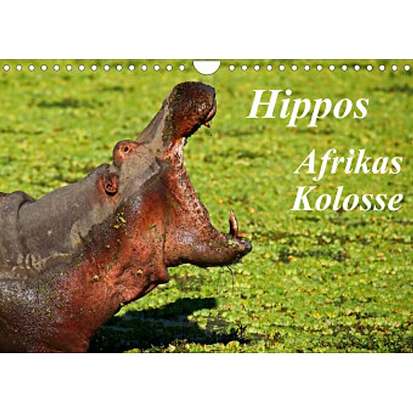 Hippos - Afrikas Kolosse (Wandkalender 2022 DIN A4 quer), Wibke Woyke