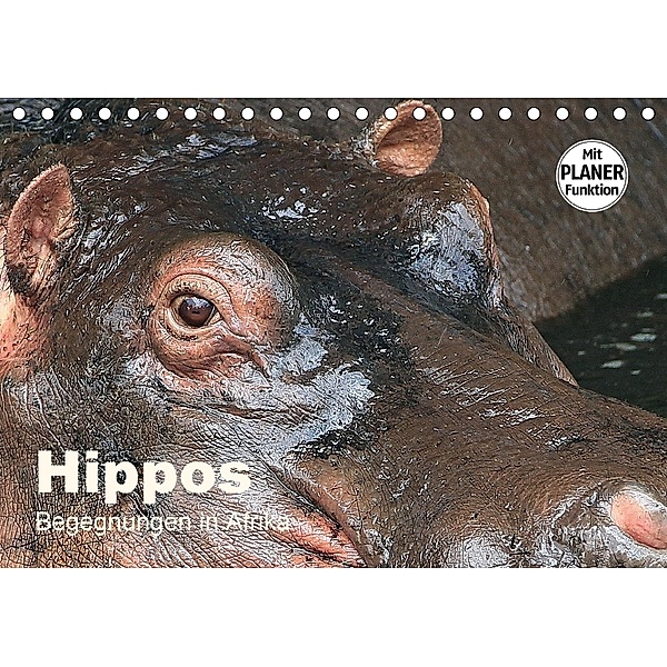 Hippos - Begegnungen in Afrika (Tischkalender 2018 DIN A5 quer), Michael Herzog