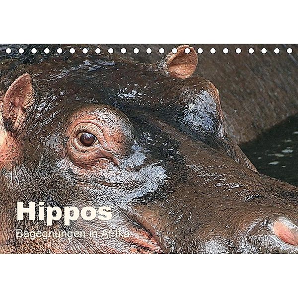 Hippos - Begegnungen in Afrika (Tischkalender 2020 DIN A5 quer), Michael Herzog