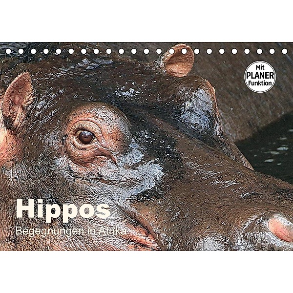 Hippos - Begegnungen in Afrika (Tischkalender 2023 DIN A5 quer), Michael Herzog