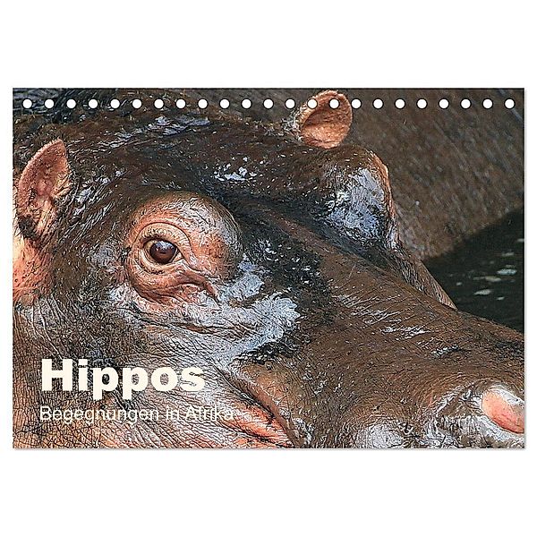 Hippos - Begegnungen in Afrika (Tischkalender 2024 DIN A5 quer), CALVENDO Monatskalender, Michael Herzog