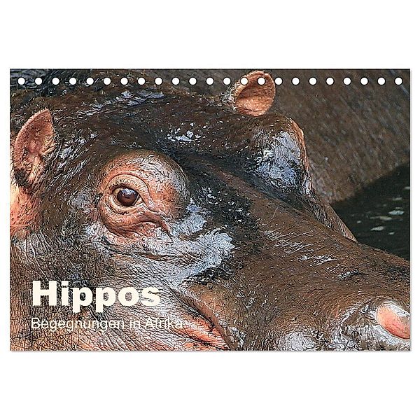 Hippos - Begegnungen in Afrika (Tischkalender 2025 DIN A5 quer), CALVENDO Monatskalender, Calvendo, Michael Herzog