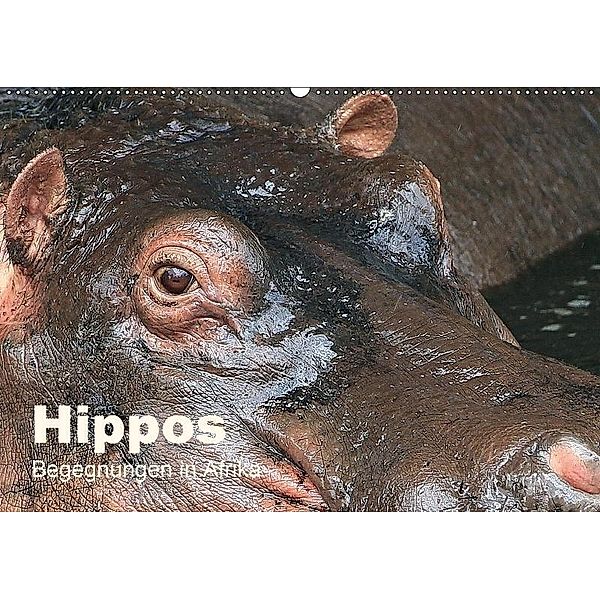 Hippos - Begegnungen in Afrika (Wandkalender 2017 DIN A2 quer), Michael Herzog