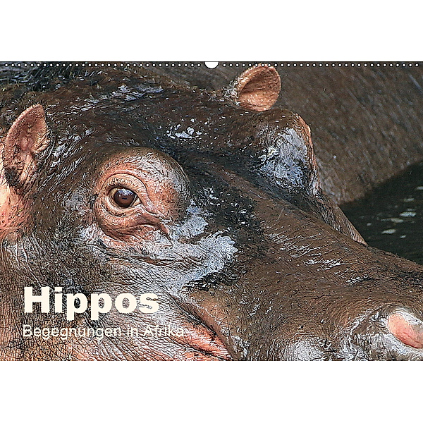 Hippos - Begegnungen in Afrika (Wandkalender 2019 DIN A2 quer), Michael Herzog