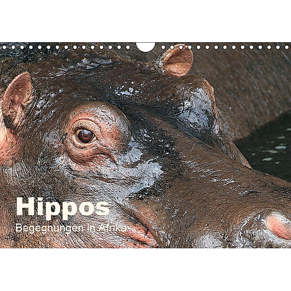 Hippos - Begegnungen in Afrika (Wandkalender 2019 DIN A4 quer), Michael Herzog