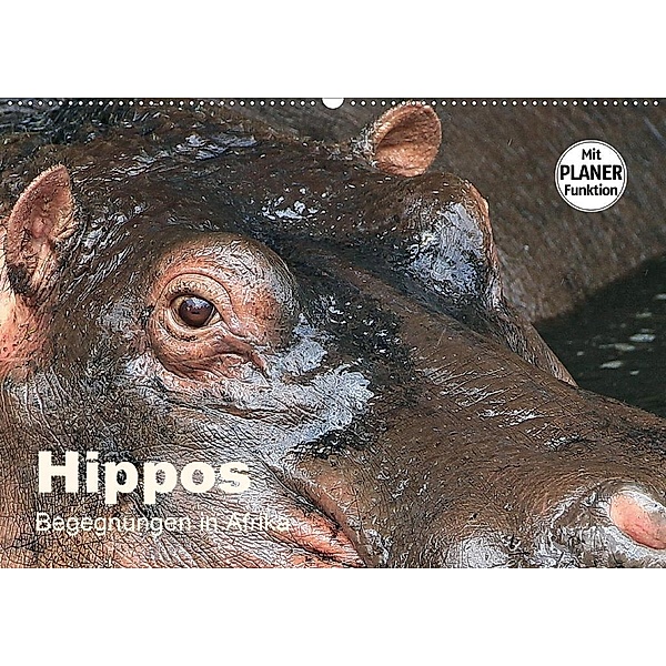 Hippos - Begegnungen in Afrika (Wandkalender 2020 DIN A2 quer), Michael Herzog