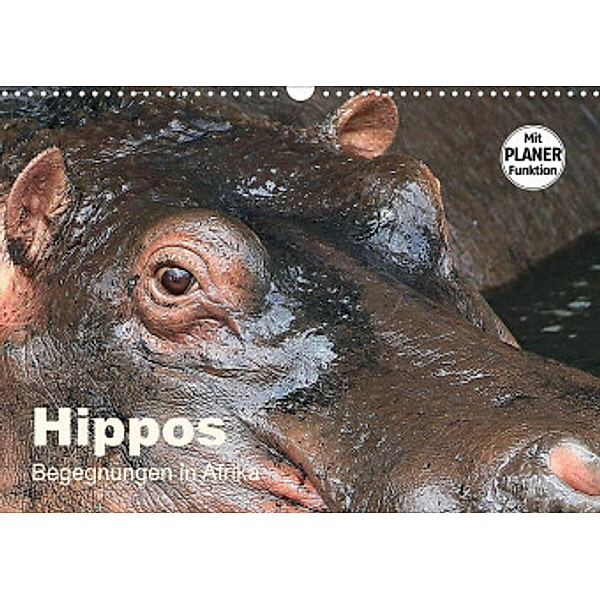 Hippos - Begegnungen in Afrika (Wandkalender 2022 DIN A3 quer), Michael Herzog