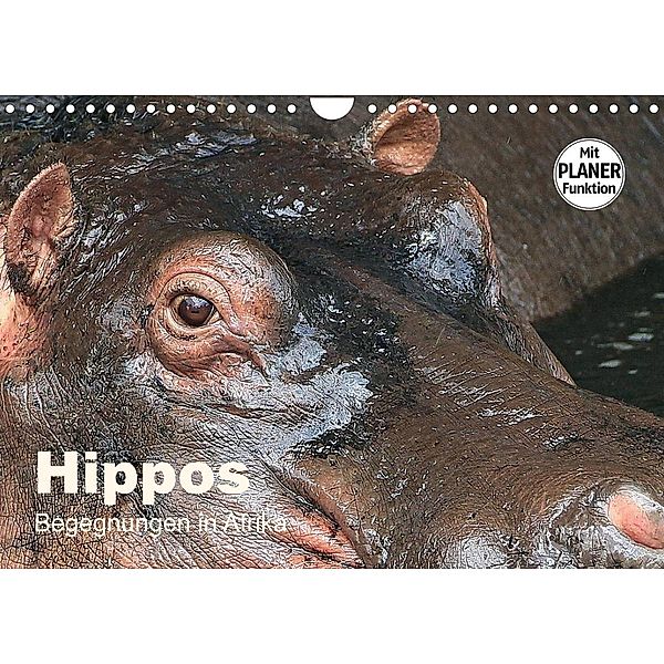 Hippos - Begegnungen in Afrika (Wandkalender 2023 DIN A4 quer), Michael Herzog