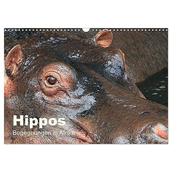 Hippos - Begegnungen in Afrika (Wandkalender 2024 DIN A3 quer), CALVENDO Monatskalender, Michael Herzog