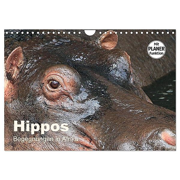 Hippos - Begegnungen in Afrika (Wandkalender 2024 DIN A4 quer), CALVENDO Monatskalender, Michael Herzog