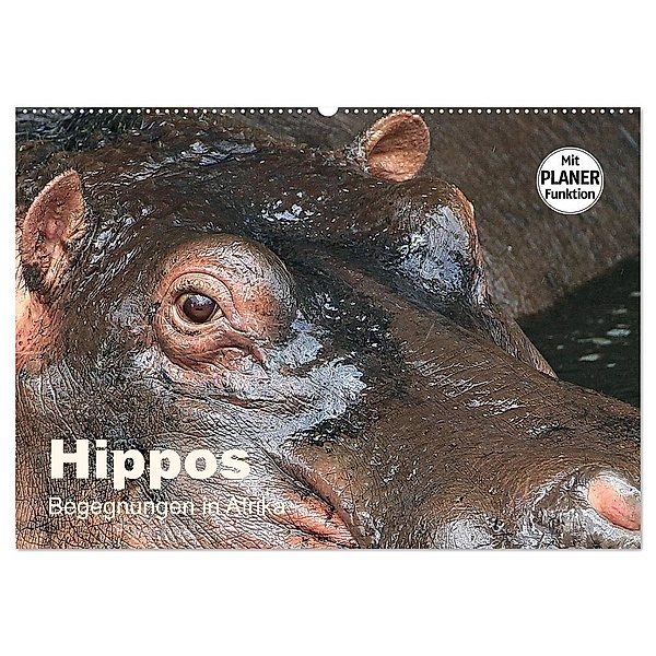 Hippos - Begegnungen in Afrika (Wandkalender 2024 DIN A2 quer), CALVENDO Monatskalender, Michael Herzog