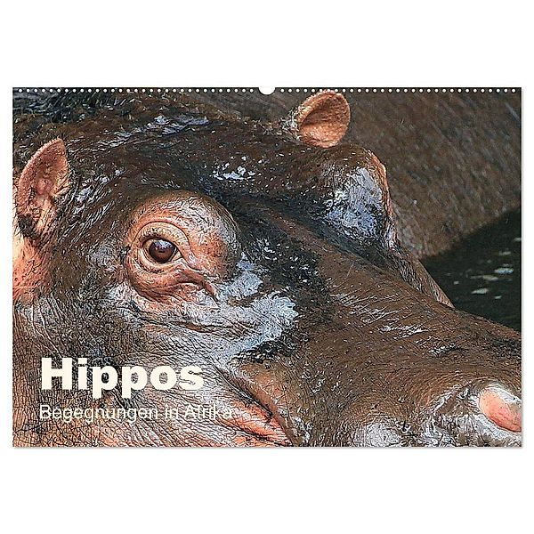 Hippos - Begegnungen in Afrika (Wandkalender 2025 DIN A2 quer), CALVENDO Monatskalender, Calvendo, Michael Herzog