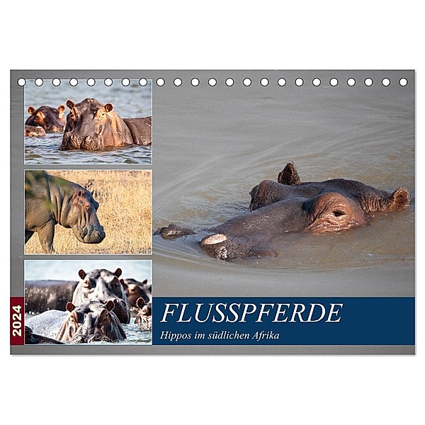 Hippos im südlichen Afrika (Tischkalender 2024 DIN A5 quer), CALVENDO Monatskalender, Udo Quentin