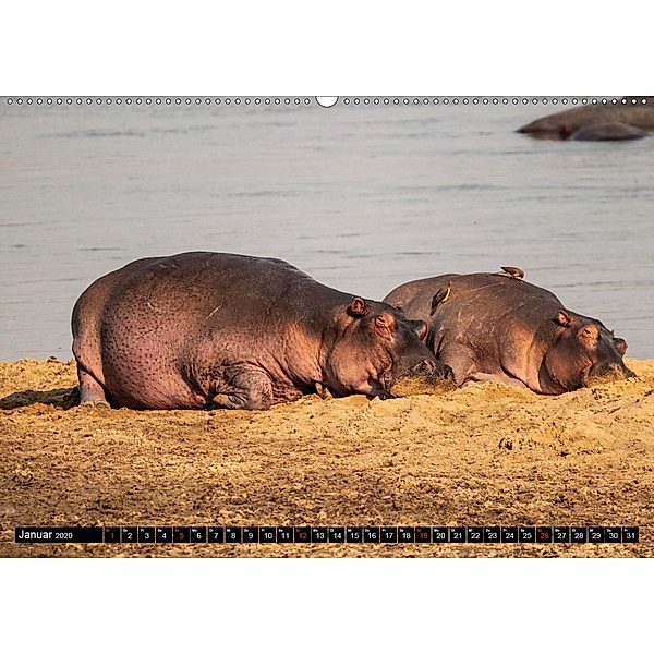 Hippos im südlichen Afrika (Wandkalender 2020 DIN A2 quer), Udo Quentin