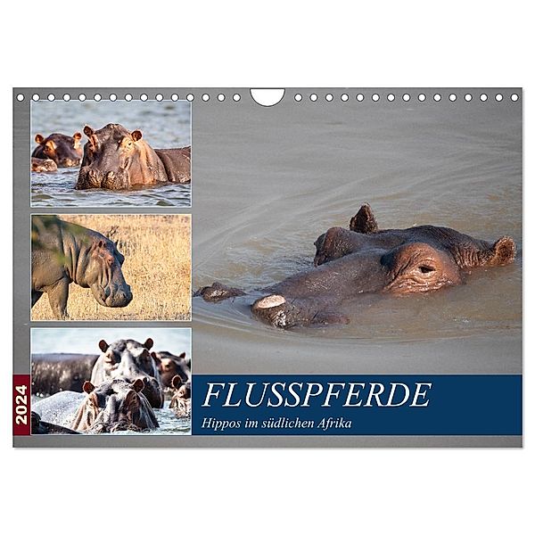 Hippos im südlichen Afrika (Wandkalender 2024 DIN A4 quer), CALVENDO Monatskalender, Udo Quentin