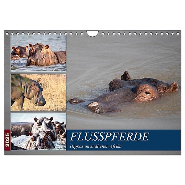 Hippos im südlichen Afrika (Wandkalender 2025 DIN A4 quer), CALVENDO Monatskalender, Calvendo, Udo Quentin