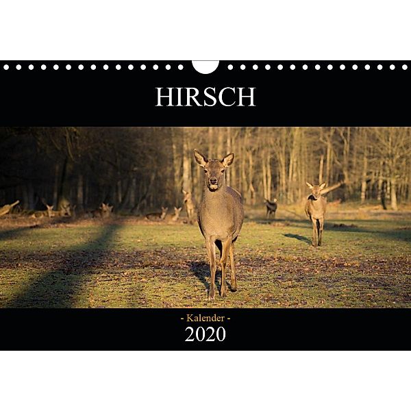 Hirsch Kalender 2020 (Wandkalender 2020 DIN A4 quer), David Daniel