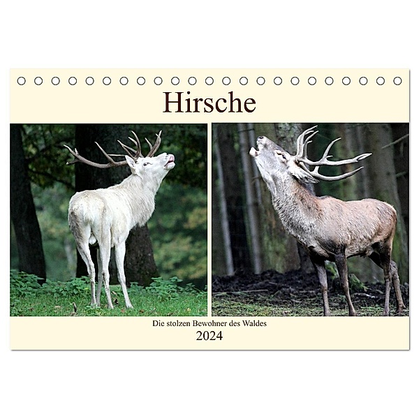 Hirsche - Die stolzen Bewohner des Waldes (Tischkalender 2024 DIN A5 quer), CALVENDO Monatskalender, Arno Klatt