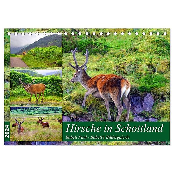 Hirsche in Schottland (Tischkalender 2024 DIN A5 quer), CALVENDO Monatskalender, Babett Paul - Babett's Bildergalerie