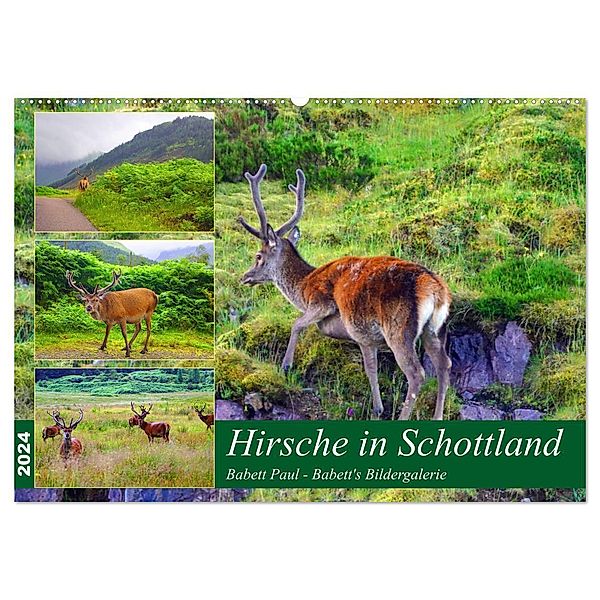 Hirsche in Schottland (Wandkalender 2024 DIN A2 quer), CALVENDO Monatskalender, Babett Paul - Babett's Bildergalerie