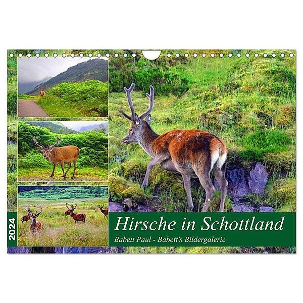 Hirsche in Schottland (Wandkalender 2024 DIN A4 quer), CALVENDO Monatskalender, Babett Paul - Babett's Bildergalerie