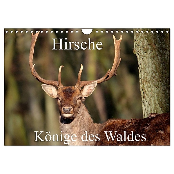 Hirsche - Könige des Waldes/Geburtstagskalender (Wandkalender 2024 DIN A4 quer), CALVENDO Monatskalender, Arno Klatt