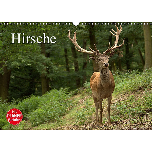 Hirsche (Wandkalender 2019 DIN A3 quer), Arno Klatt