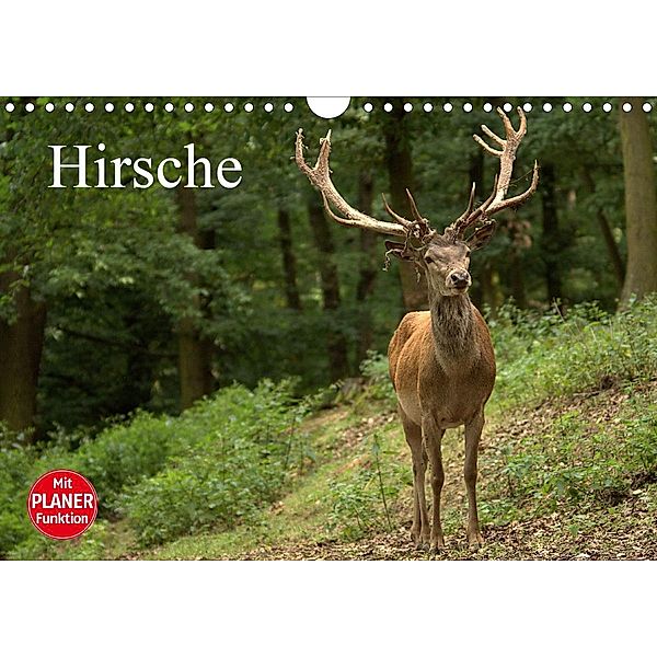 Hirsche (Wandkalender 2021 DIN A4 quer), Arno Klatt