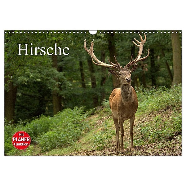 Hirsche (Wandkalender 2024 DIN A3 quer), CALVENDO Monatskalender, Arno Klatt