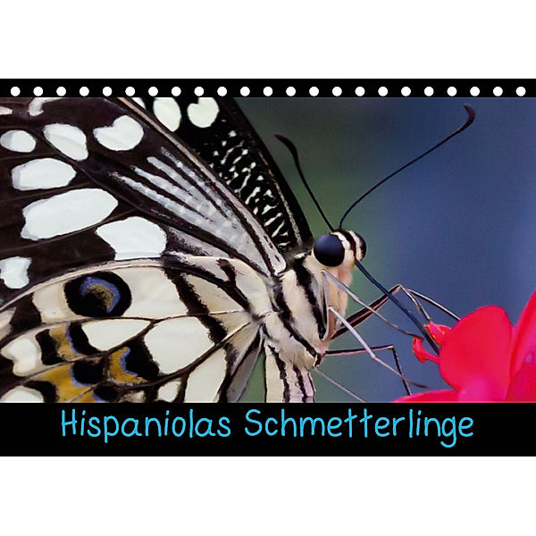Hispaniolas Schmetterlinge (Tischkalender 2019 DIN A5 quer), Nicole Bleck