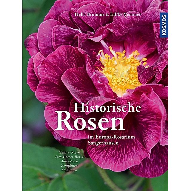 Historische Rosen Buch von Hella Brumme versandkostenfrei bei Weltbild.de
