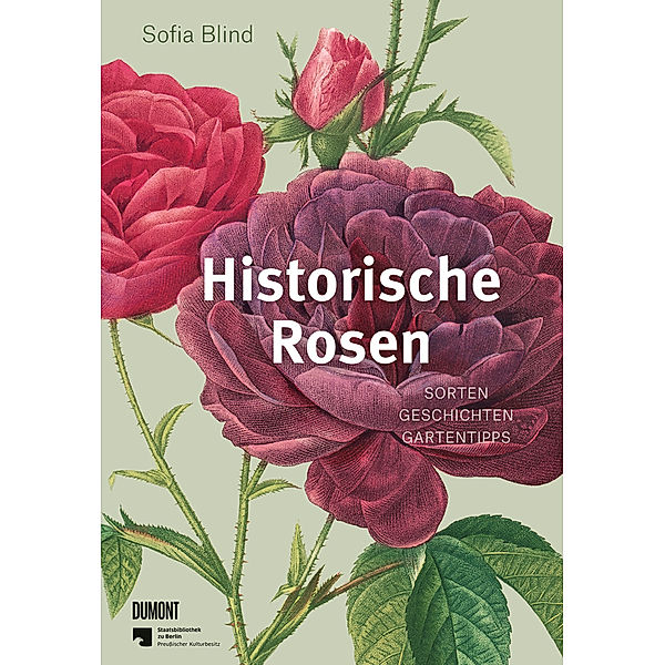 Historische Rosen, Sofia Blind