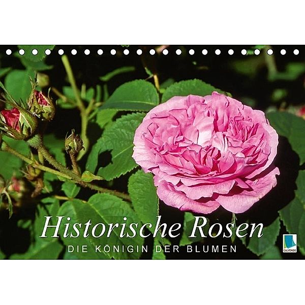 Historische Rosen - die Königin der Blumen (Tischkalender 2017 DIN A5 quer), k.A. CALVENDO