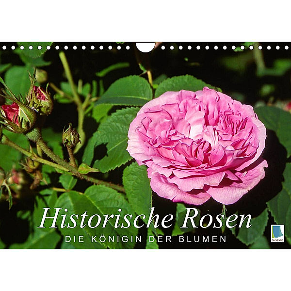 Historische Rosen - die Königin der Blumen (Wandkalender 2023 DIN A4 quer), Calvendo
