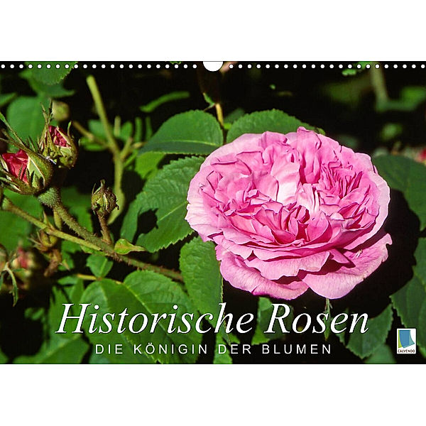 Historische Rosen - die Königin der Blumen (Wandkalender 2023 DIN A3 quer), Calvendo