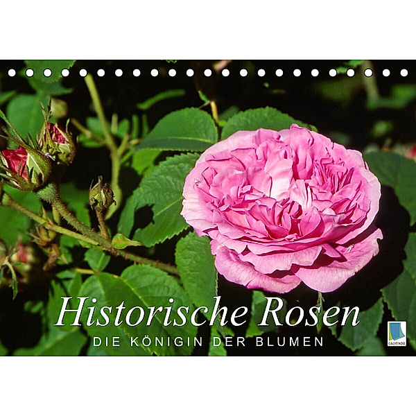Historische Rosen - die Königin der Blumen (Tischkalender 2023 DIN A5 quer), Calvendo