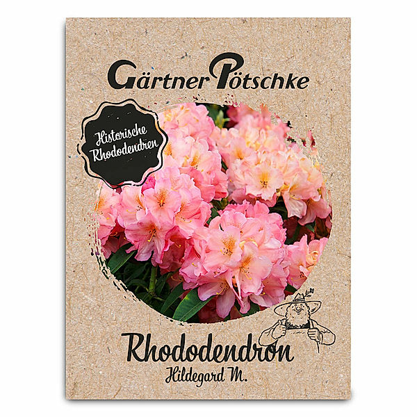 Historischer Rhododendron Hildegard M., im ca. 23 cm-Topf